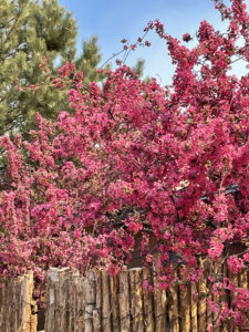 Fruit tree in full bloom with bright pink flowers in springtime in Santa Fe, NM. Mindfulness, mindful awareness can help with anxiety, depression, emotional overwhelm, and despair. Reach out to the Santa Fe Therapist for counseling help in Santa Fe, NM and New Mexico. 87122, 87544, 87043, 87047, 87048, 87506