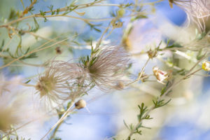 Lovely close-up of blooming Apache Plume plant in Santa Fe, NM. Grief counseling, anxiety help, depression, despair with the Santa Fe Therapist, in Santa Fe NM. 87122, 87506, 87048, 87501