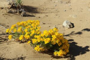 Beautiful golden yellow flowers blooming a New Mexico arroyo. Trauma help, PTSD therapy & CPTSD healing, Santa Fe NM Therapist, 87122, 87506, 87048, 87501