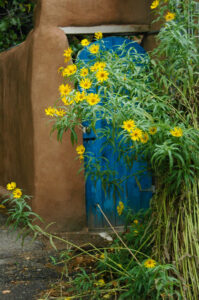 Yellow springtime flowering plant outside a sky blue painted gate in Santa Fe adobe wall. If you're struggling to find comfort & hope in the midst of grieving, the Santa Fe Therapist can help. Online therapy in New Mexico. 87506, 87048, 87501, 87505, 87501, 87122, 87506, 87048, 87544