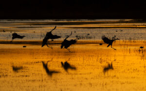 sandhill cranes at dusk, NM, learn self-awareness and self-compassion with the Santa Fe therapist, 87505, 87501