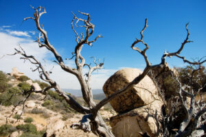 Dead snag tree, boulders in the New Mexico desert. Dealing with sadness & loss can be challenging. Read the Santa Fe Therapist blog post on emotional healing in Santa Fe, NM and throughout New Mexico with online therapy. 87048, 87501, 87506, 87122