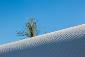 Wild grass sits atop a snow-covered, windblown dune in New Mexico. If you're extra sensitive to other people, overwhelmed by too much stimulation, can't handle too many people at once, you may be an HSP. The Santa Fe Therapist can help you understand your beautiful sensitivity and teach you how to protect yourself. You can thrive as a highly sensitive person. Online counseling in Santa Fe and throughout New Mexico. 87506, 87508, 87505