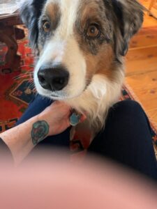Beautiful Australian shepherd dog looking with love at his person. If you're struggling to find comfort & hope in the midst of grieving a loss, The Santa Fe Therapist can help. Online counseling throughout New Mexico. 87122, 87505, 87506, 87508, 87048, 87501